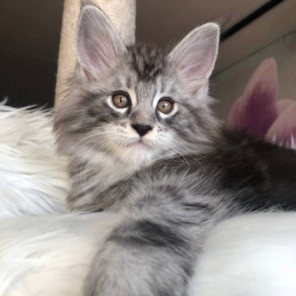 Maine Coon Alva Whisper