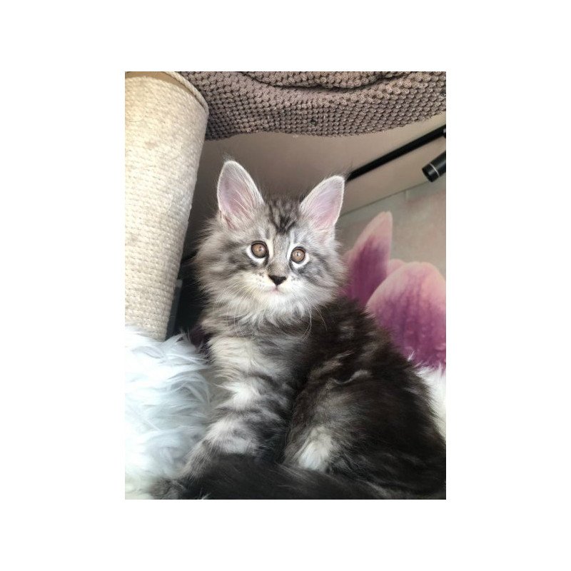 Maine Coon Alva Whisper