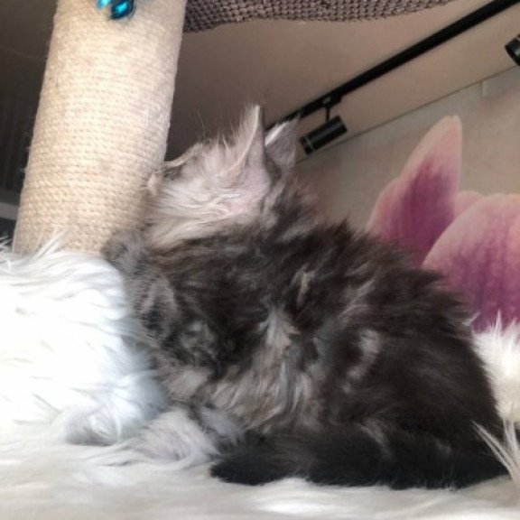 Maine Coon Alva Whisper