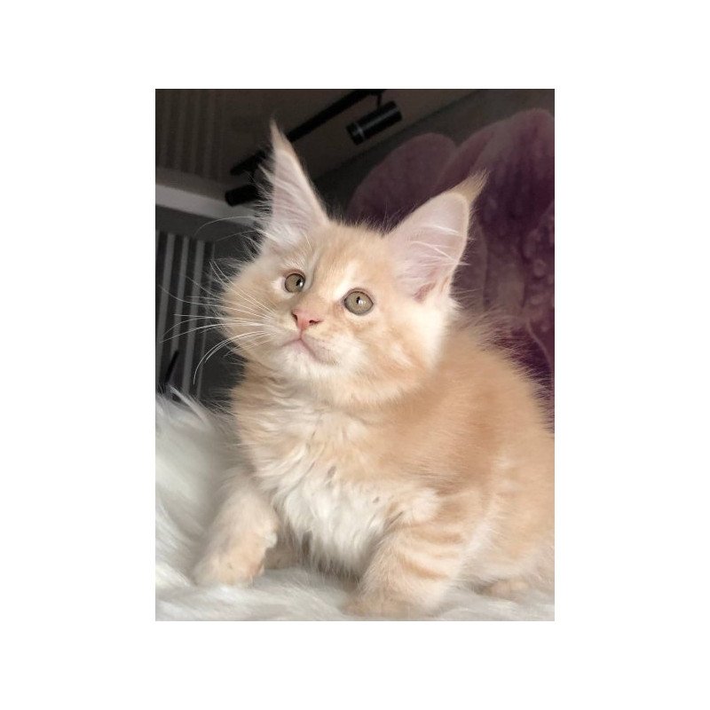 Maine Coon Alva Wonder