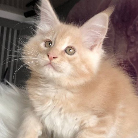 Maine Coon Alva Wonder