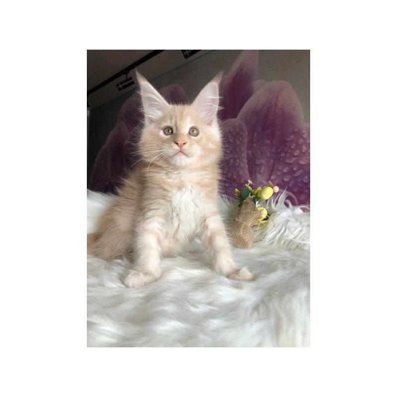 Maine Coon Alva Wonder