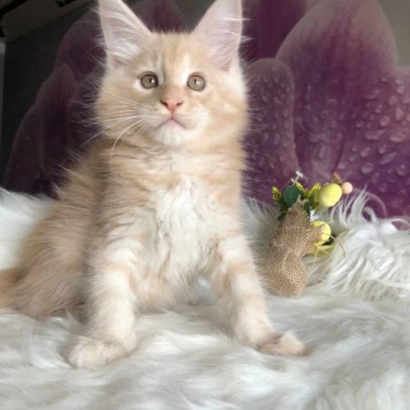 Maine Coon Alva Wonder