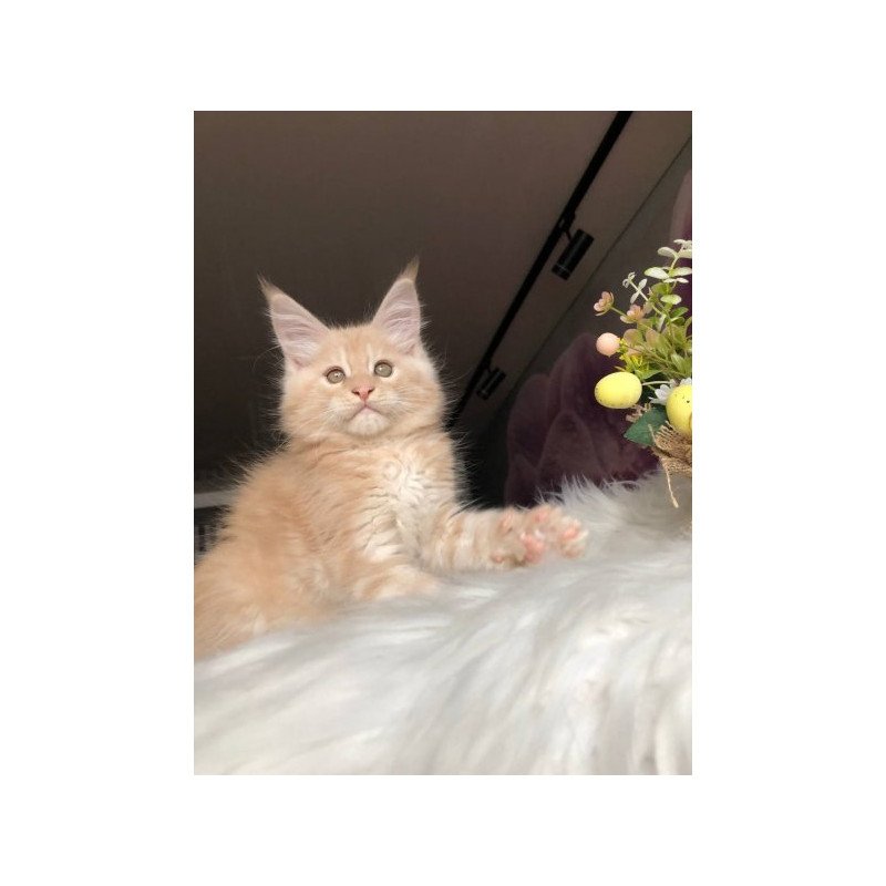 Maine Coon Alva Wonder