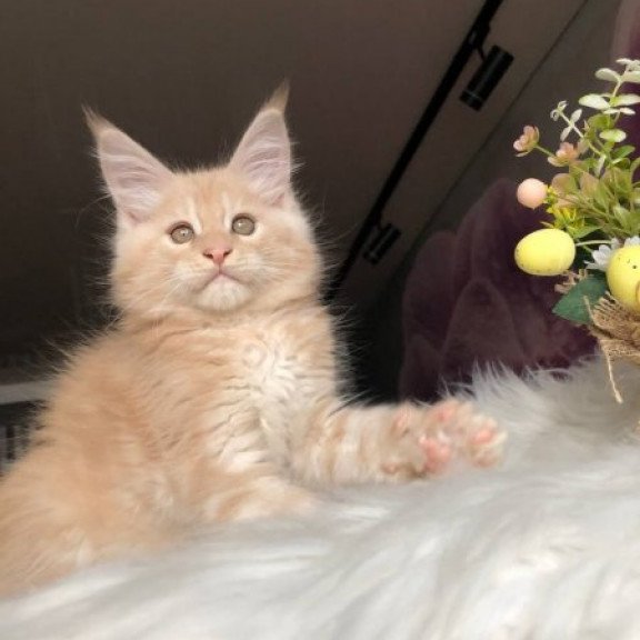 Maine Coon Alva Wonder