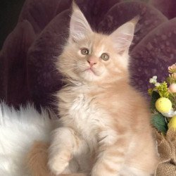 Maine Coon Alva Wonder