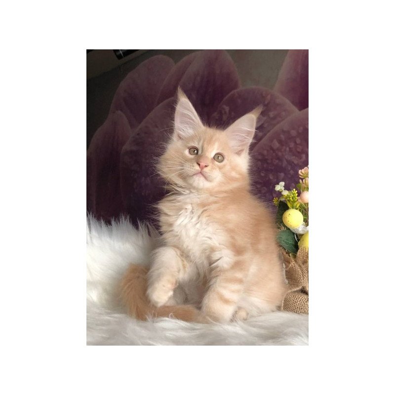 Maine Coon Alva Wonder