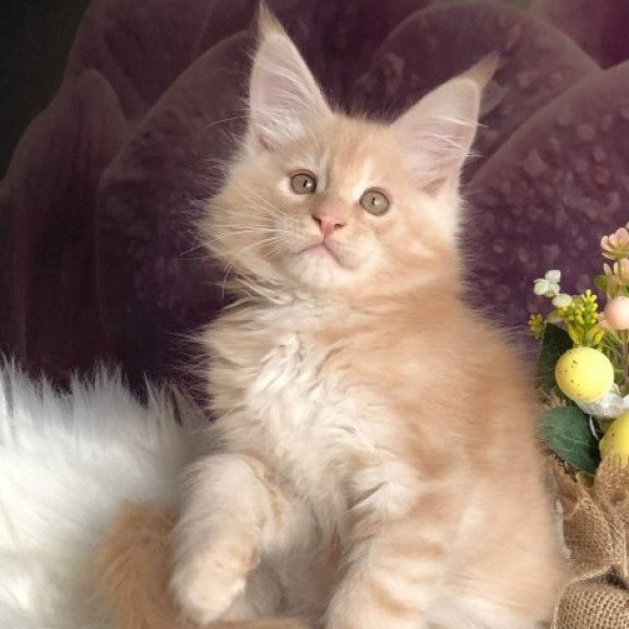 Maine Coon Alva Wonder