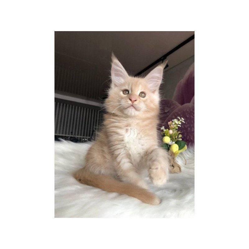 Maine Coon Alva Wonder