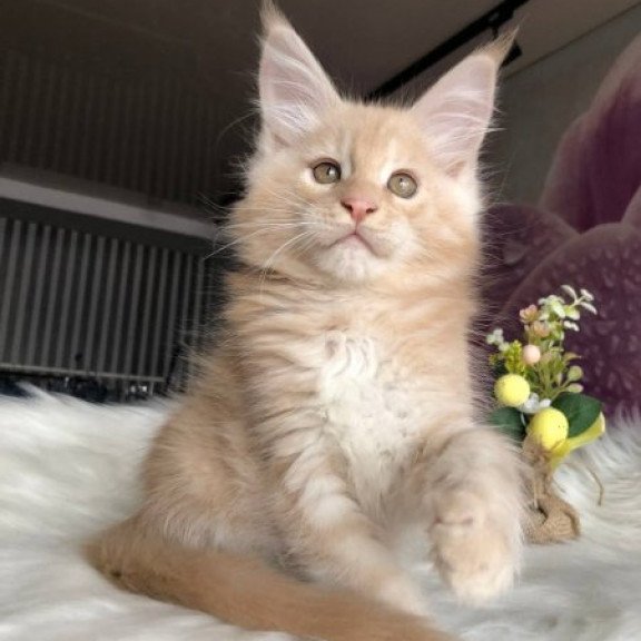 Maine Coon Alva Wonder