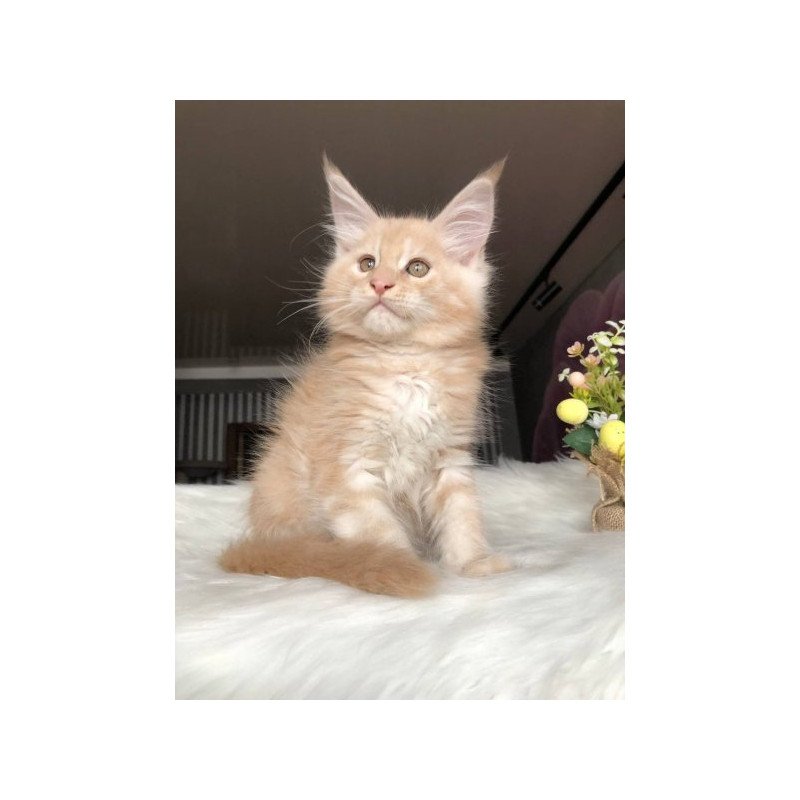Maine Coon Alva Wonder