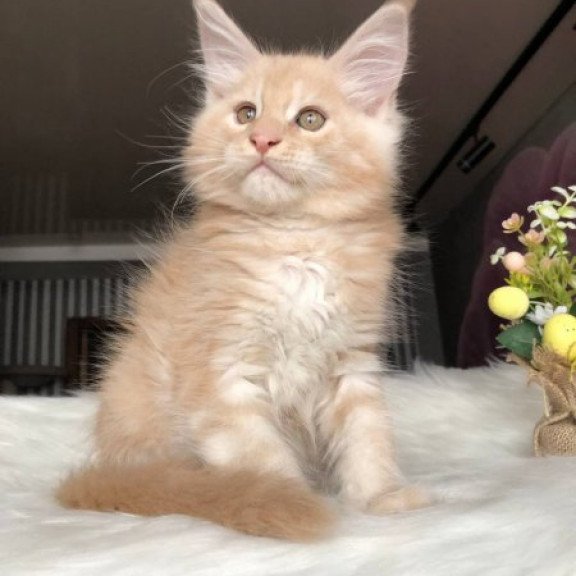 Maine Coon Alva Wonder