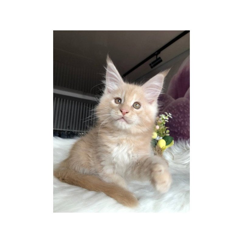 Maine Coon Alva Wonder