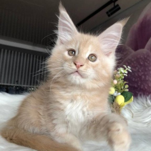 Maine Coon Alva Wonder