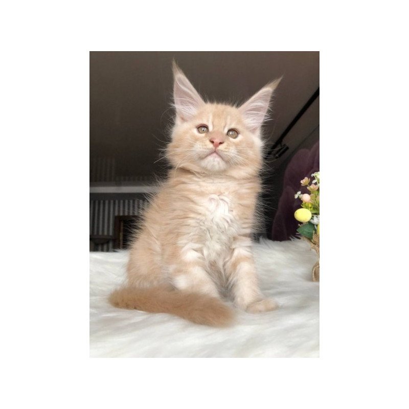 Maine Coon Alva Wonder