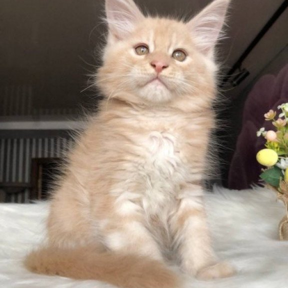 Maine Coon Alva Wonder