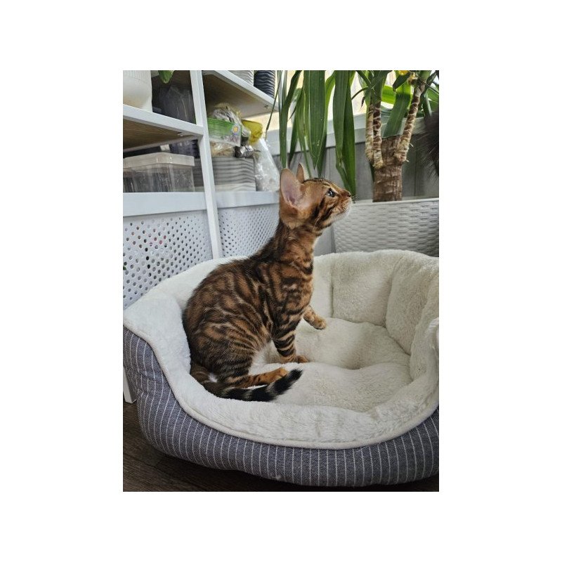 Bengal Alva Phoenix