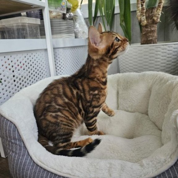 Bengal Alva Phoenix