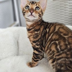 Bengal Alva Phoenix