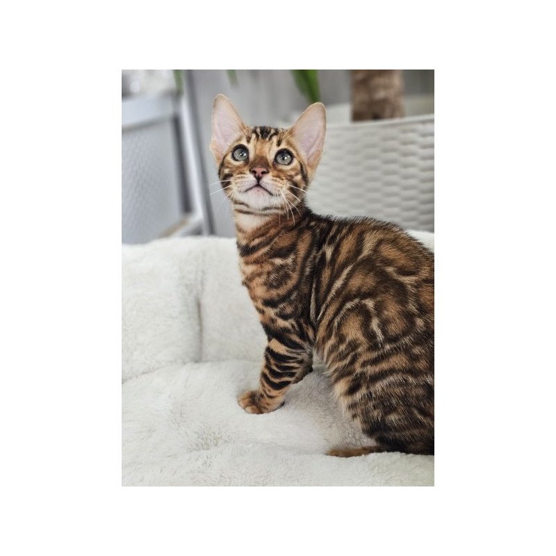 Bengal Alva Phoenix