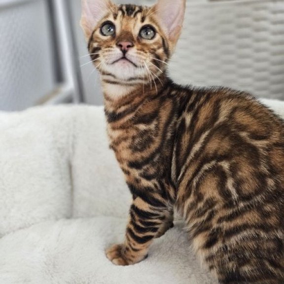 Bengal Alva Phoenix