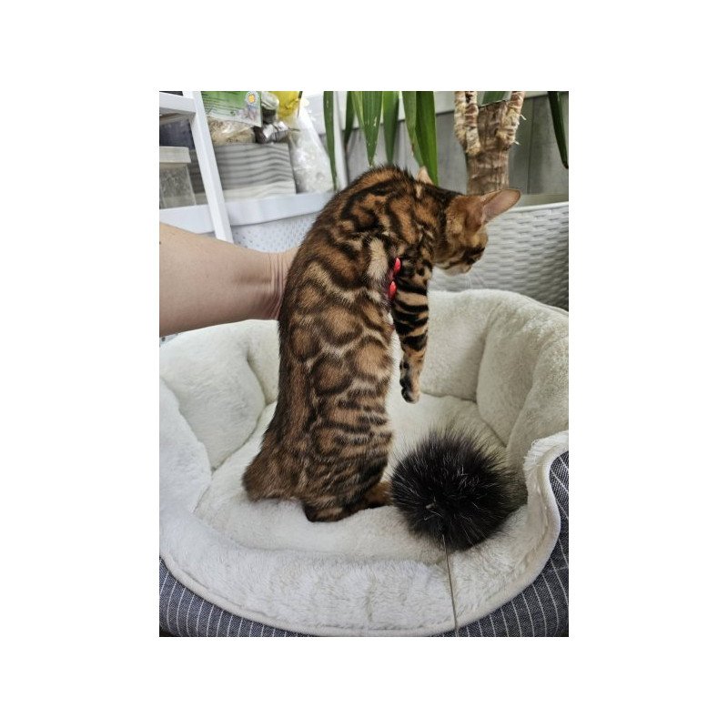Bengal Alva Phoenix