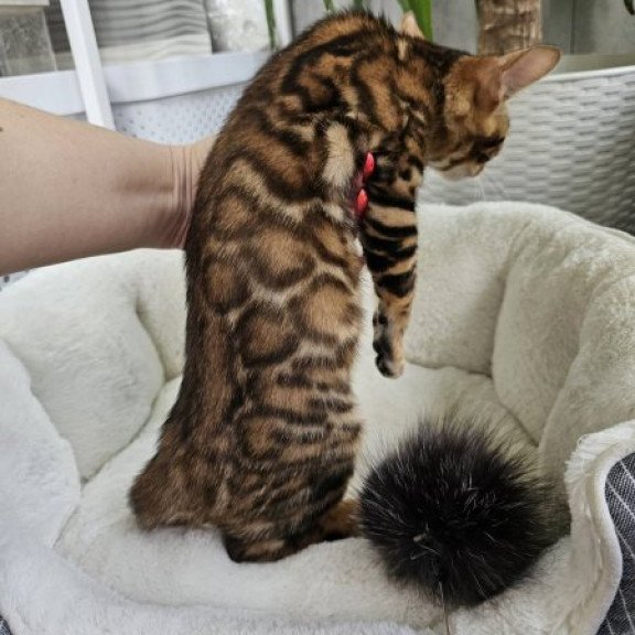 Bengal Alva Phoenix