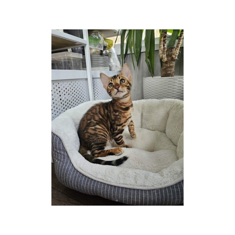 Bengal Alva Phoenix