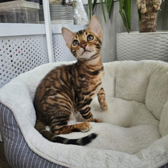 Bengal Alva Phoenix