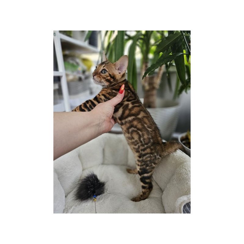 Bengal Alva Phoenix
