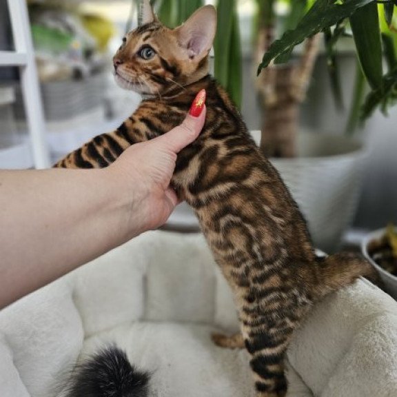 Bengal Alva Phoenix