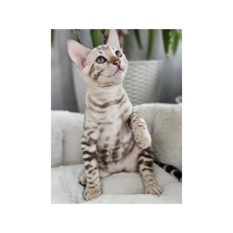 Bengal Alva Prada