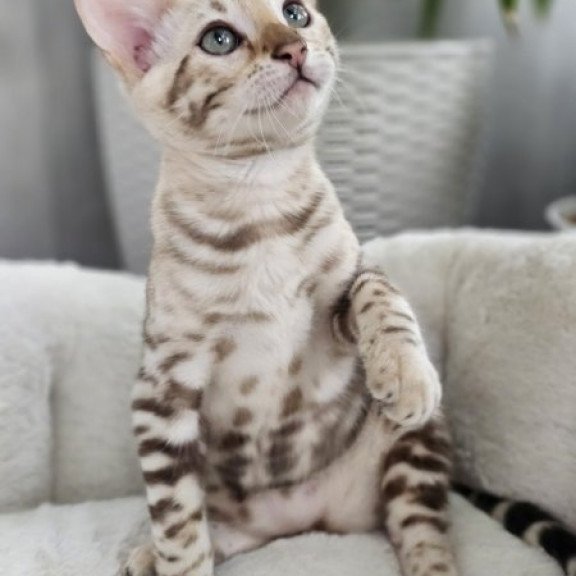 Bengal Alva Prada