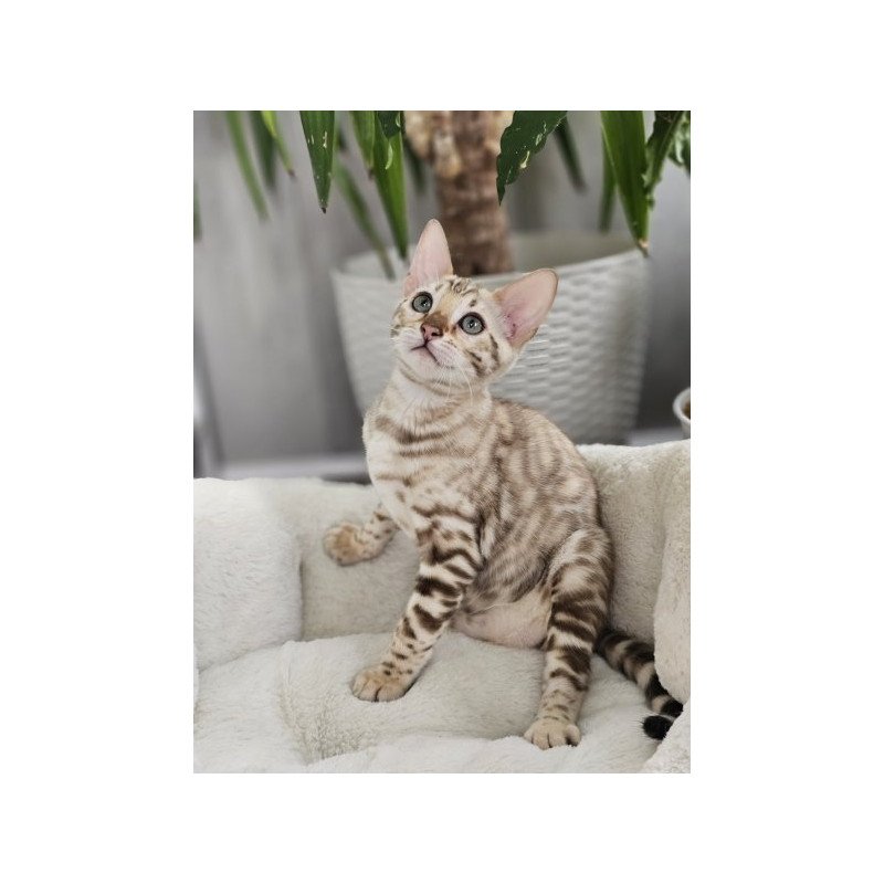 Bengal Alva Prada