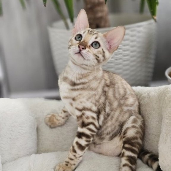 Bengal Alva Prada