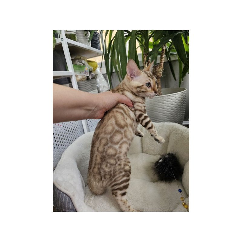 Bengal Alva Prada