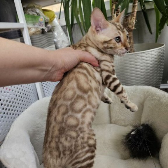 Bengal Alva Prada