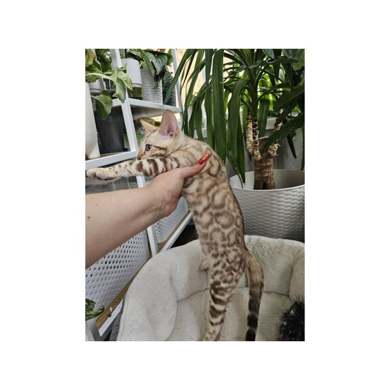 Bengal Alva Prada