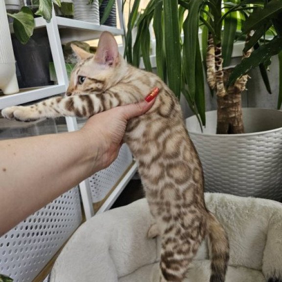Bengal Alva Prada