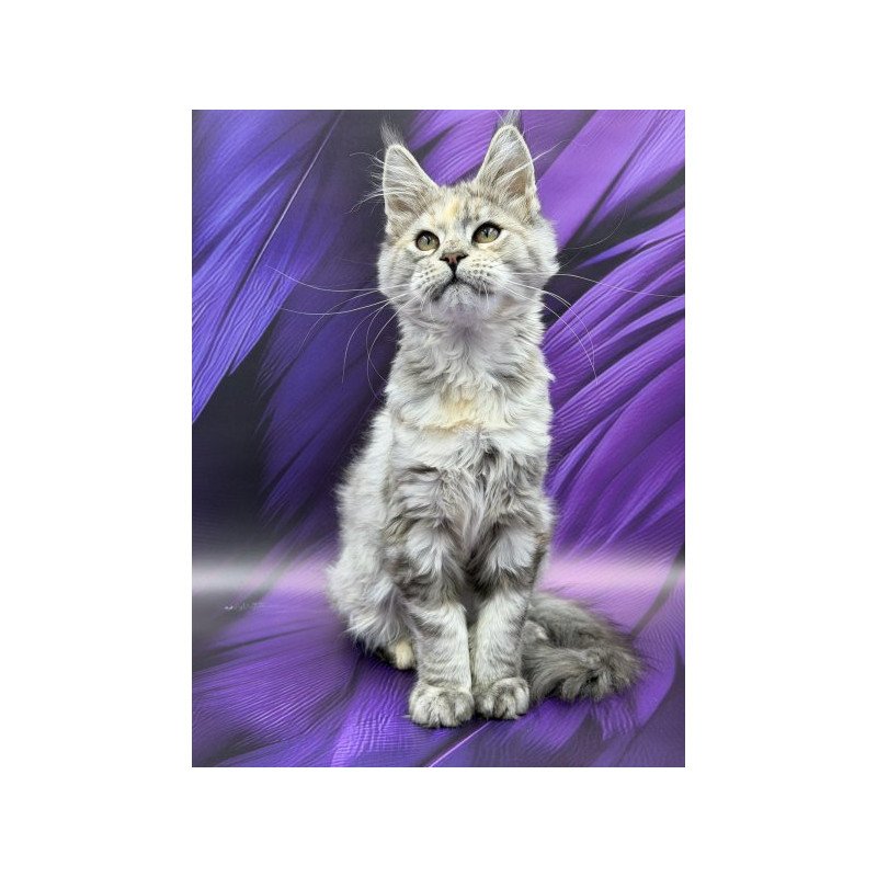 Maine Coon Alva Lilia