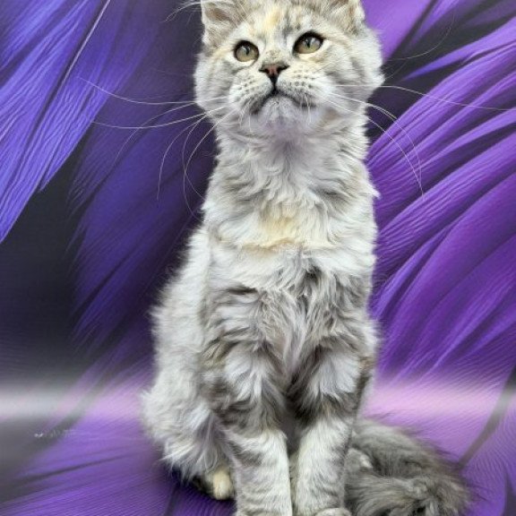 Maine Coon Alva Lilia