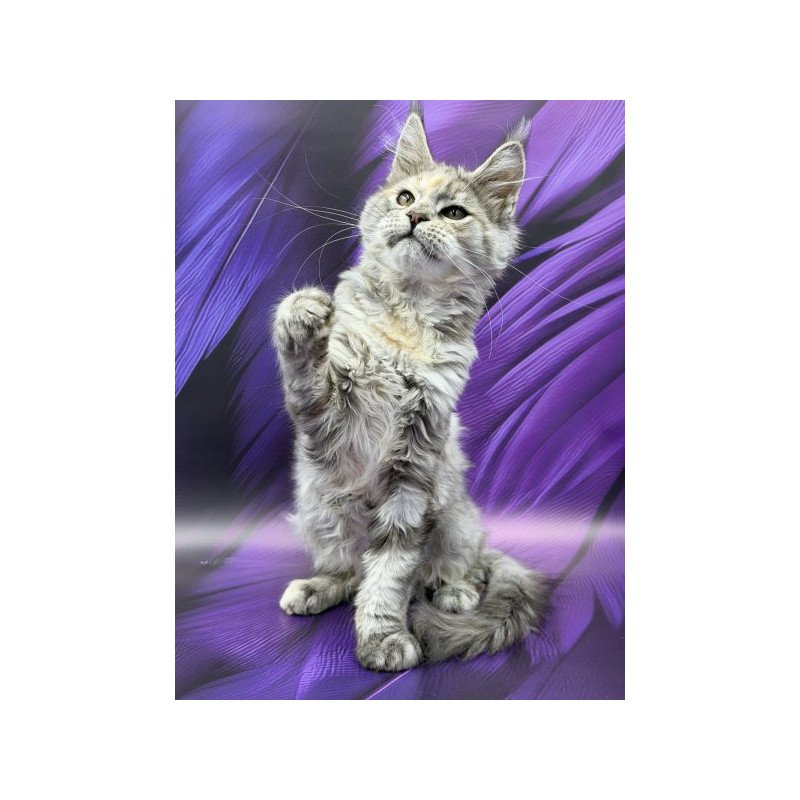 Maine Coon Alva Lilia