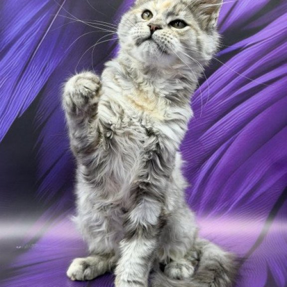 Maine Coon Alva Lilia