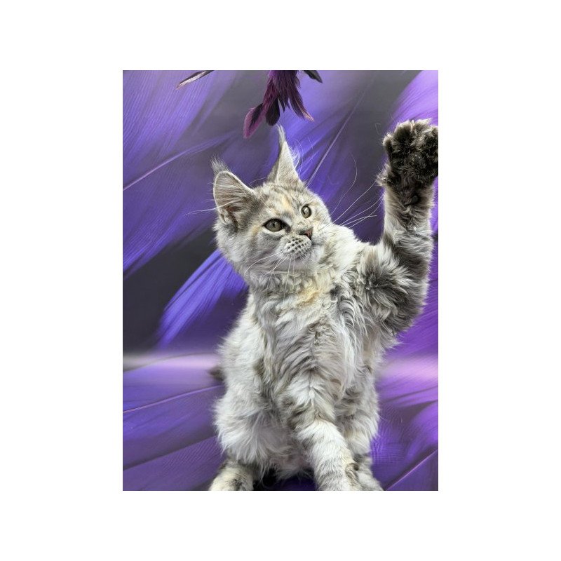 Maine Coon Alva Lilia