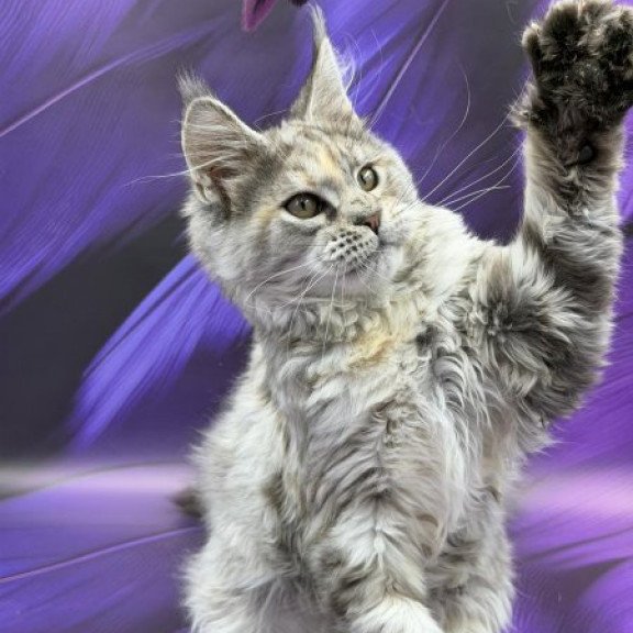 Maine Coon Alva Lilia