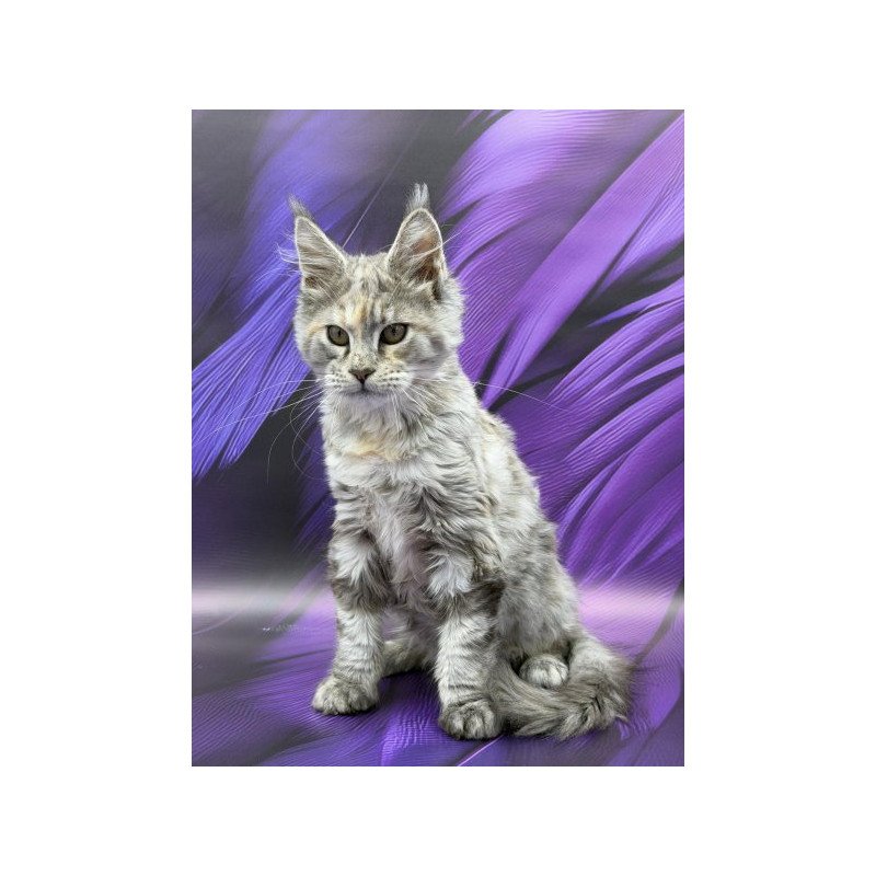 Maine Coon Alva Lilia