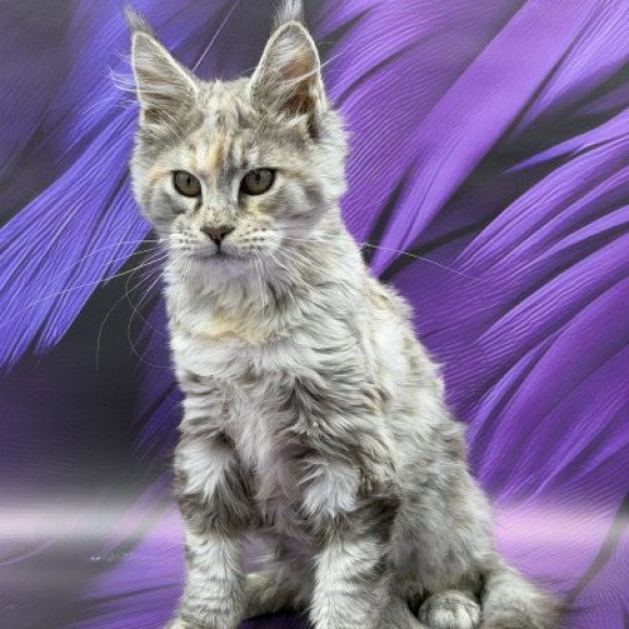 Maine Coon Alva Lilia