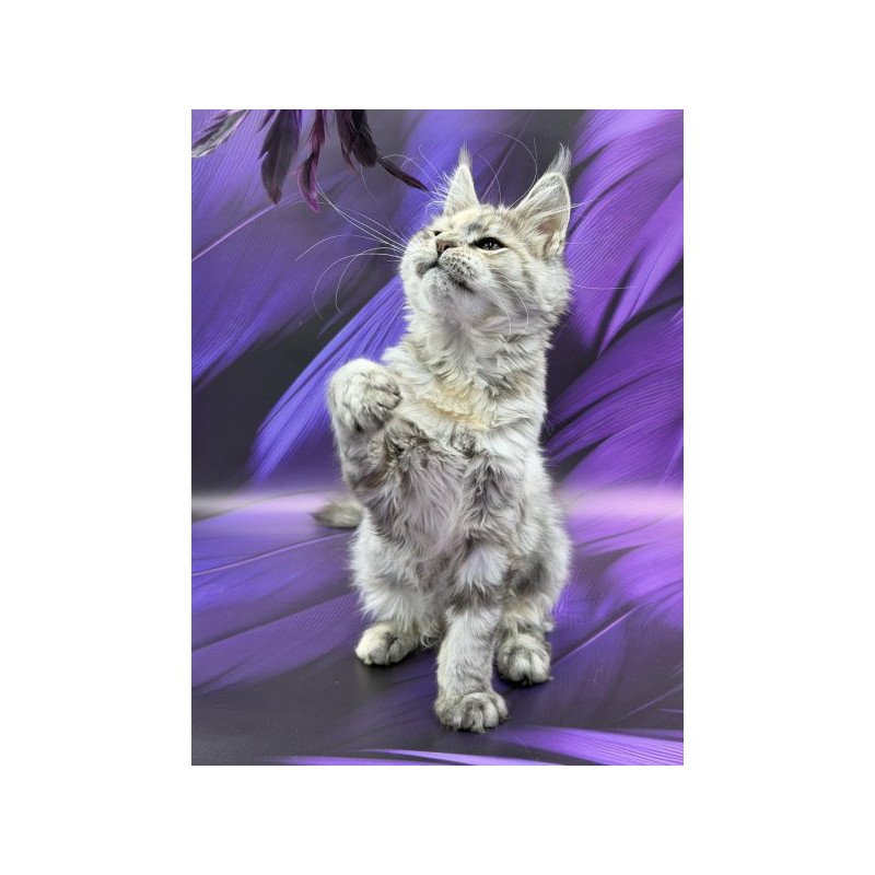 Maine Coon Alva Lilia