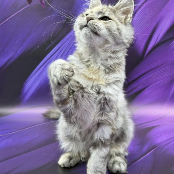 Maine Coon Alva Lilia