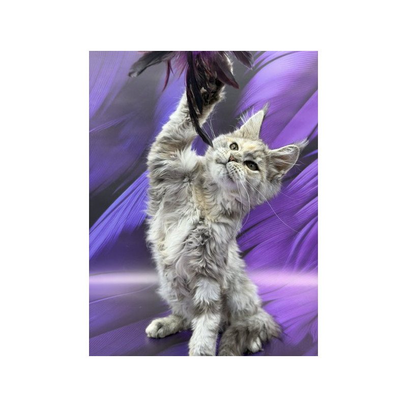 Maine Coon Alva Lilia
